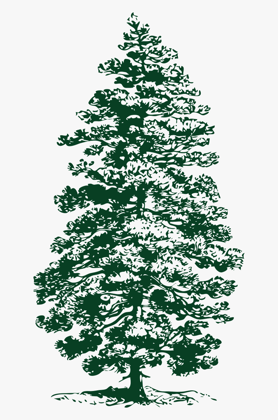 Transparent Evergreen Tree Clipart Black And White - Part Of Pine Tree, Transparent Clipart