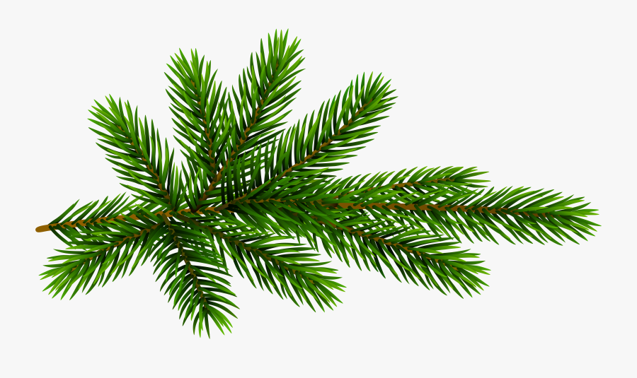 Christmas Tree Clipart Branches - Christmas Tree, Transparent Clipart