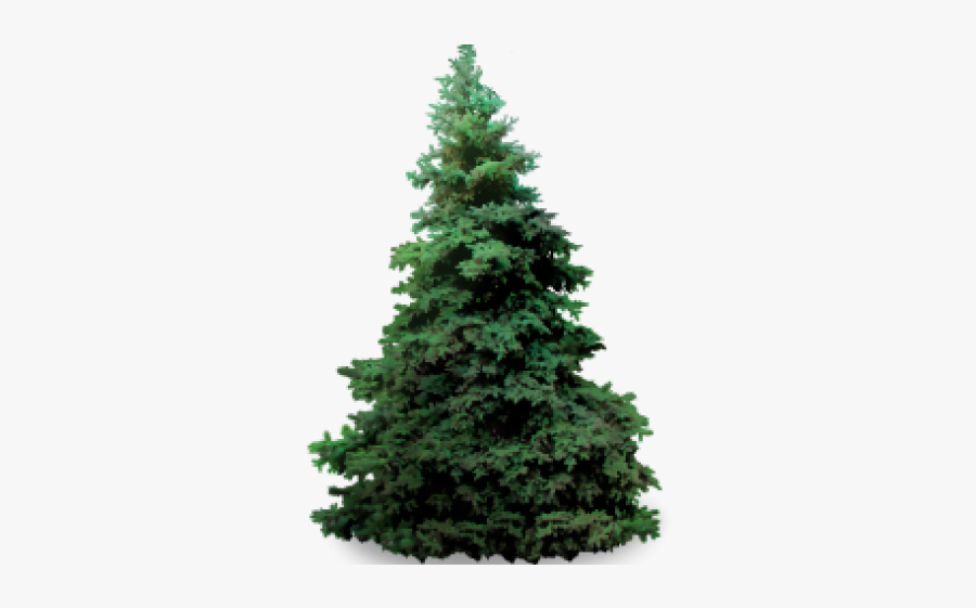 Spruce Png, Transparent Clipart