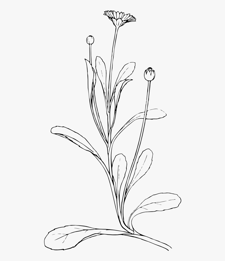 Field Daisy Diagram Of A Daisy Plant , Free Transparent Clipart