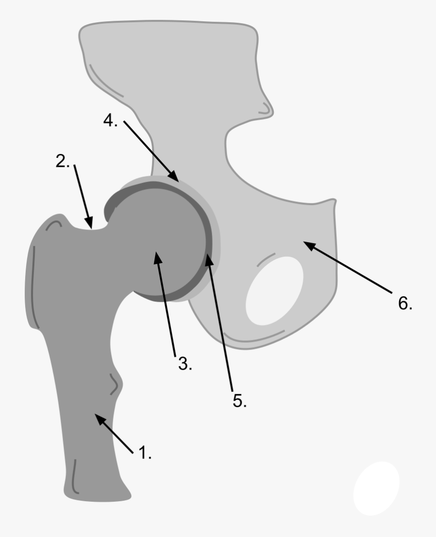 Ball And Socket Joint Drawing, Transparent Clipart
