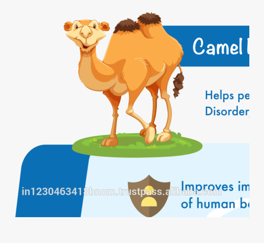 Camel Clipart Fat - Camel, Transparent Clipart