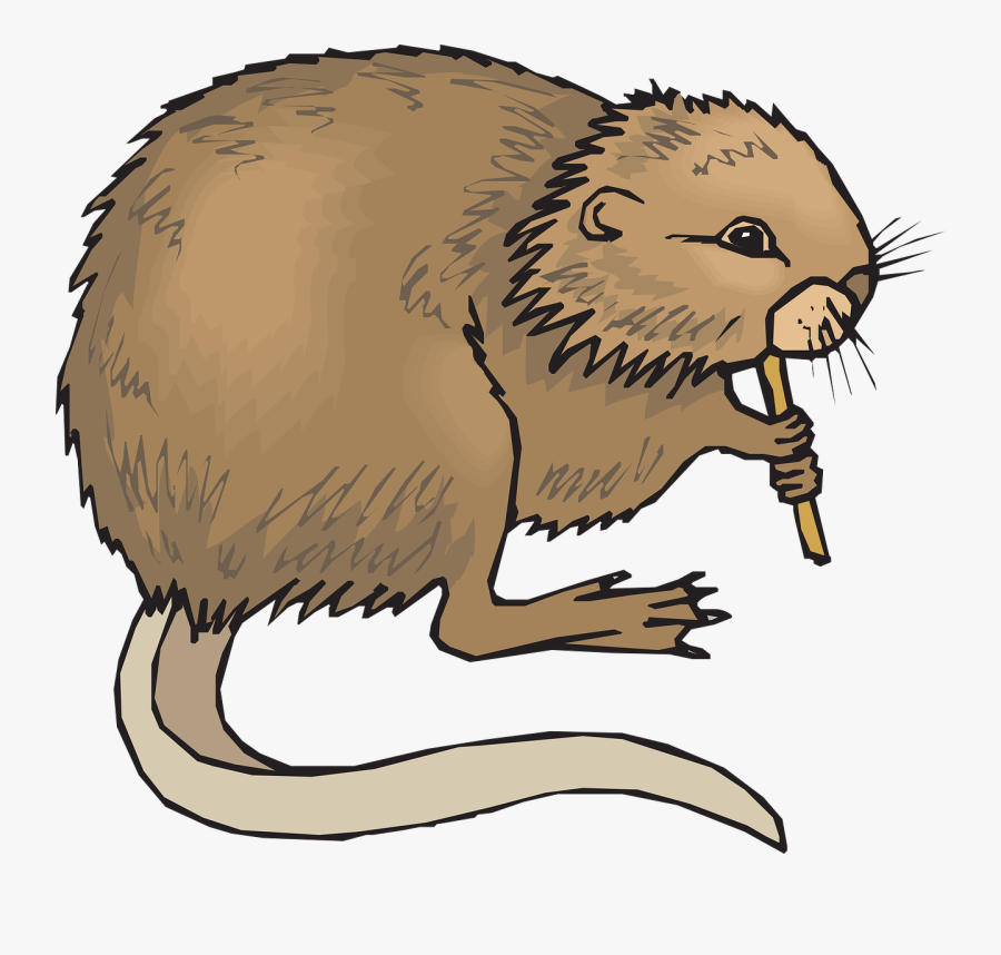 Groundhog Clipart Gopher - Muskrat Clipart, Transparent Clipart