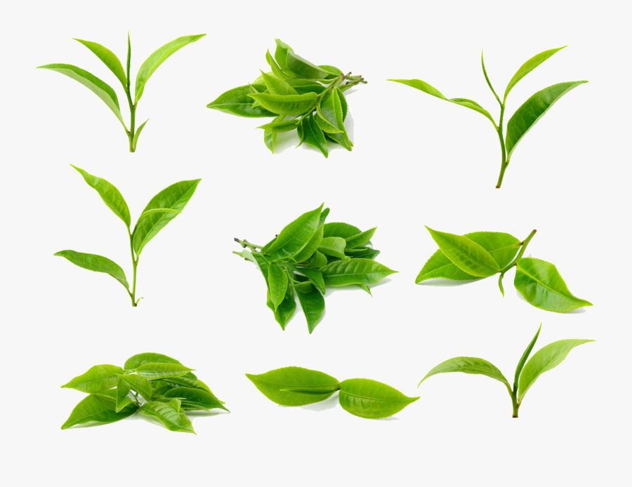 Clipart Leaves Green Tea Leaf - Transparent Png Green Tea Leaves Png, Transparent Clipart