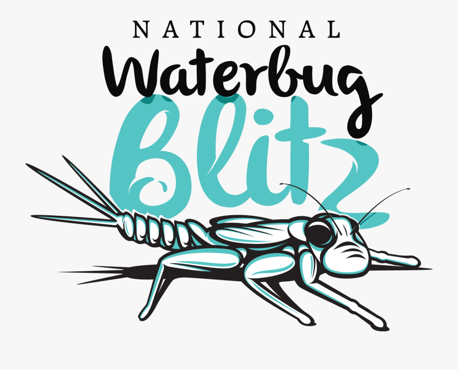 Waterbug Blitz, Transparent Clipart