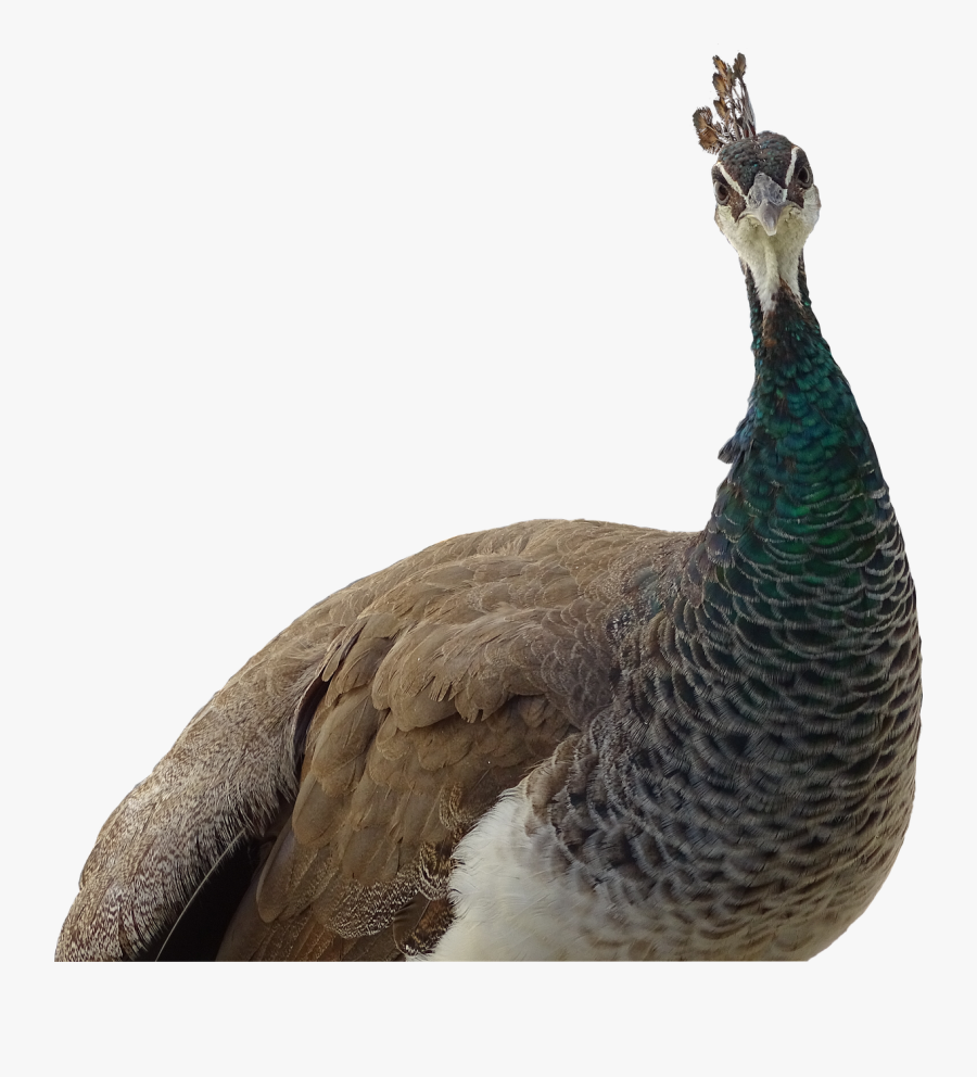 Peacock Animal Peacock Korunkatý Free Picture - Female Peacock Transparent Background, Transparent Clipart