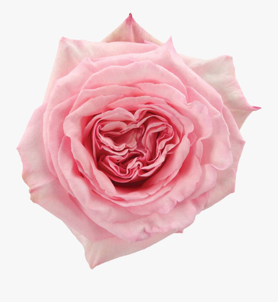 Hybrid Tea Rose, Transparent Clipart