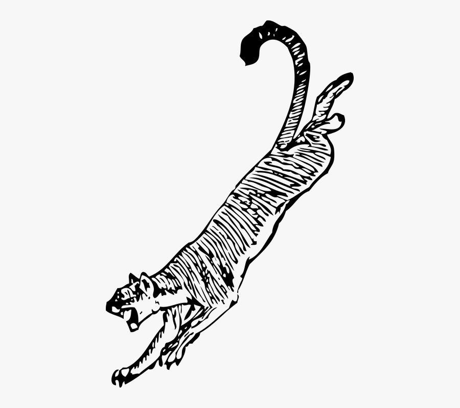 Tiger, Jumping, Attacking, Attacker, Dangerous, Animals - Cougar Clip Art, Transparent Clipart