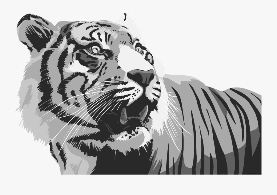Transparent Clipart Of Tiger Black And White - Tiger, Transparent Clipart