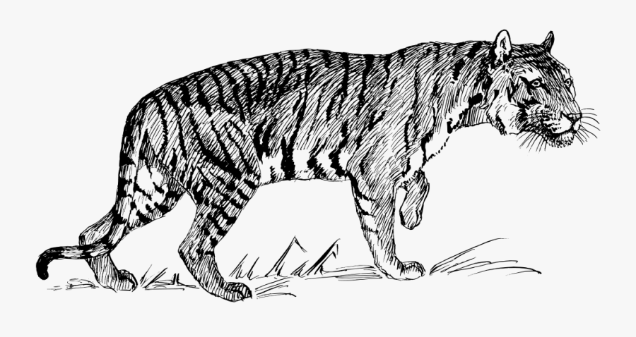 Tiger - Line Drawing Of A Tiger, Transparent Clipart