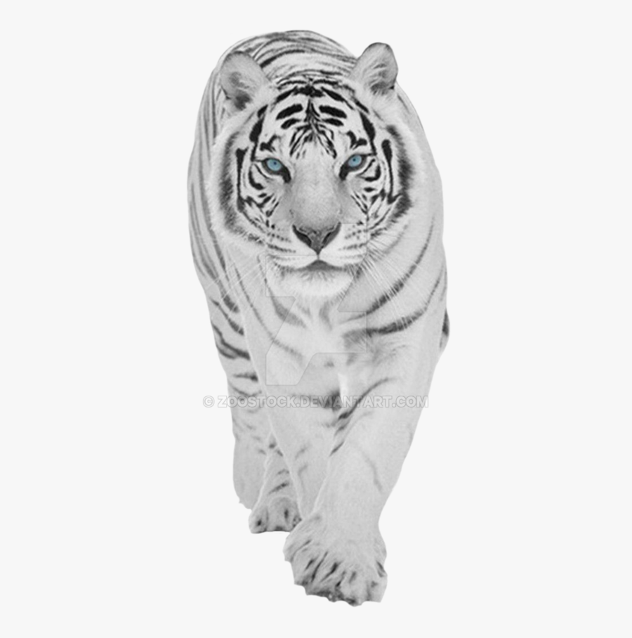 White Tiger Transparent Background, Transparent Clipart