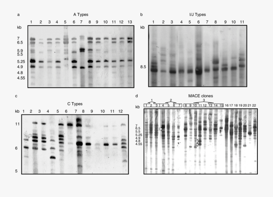 Intergenic Spacer Fingerprints Of Myzus Persicae Clones - Monochrome, Transparent Clipart