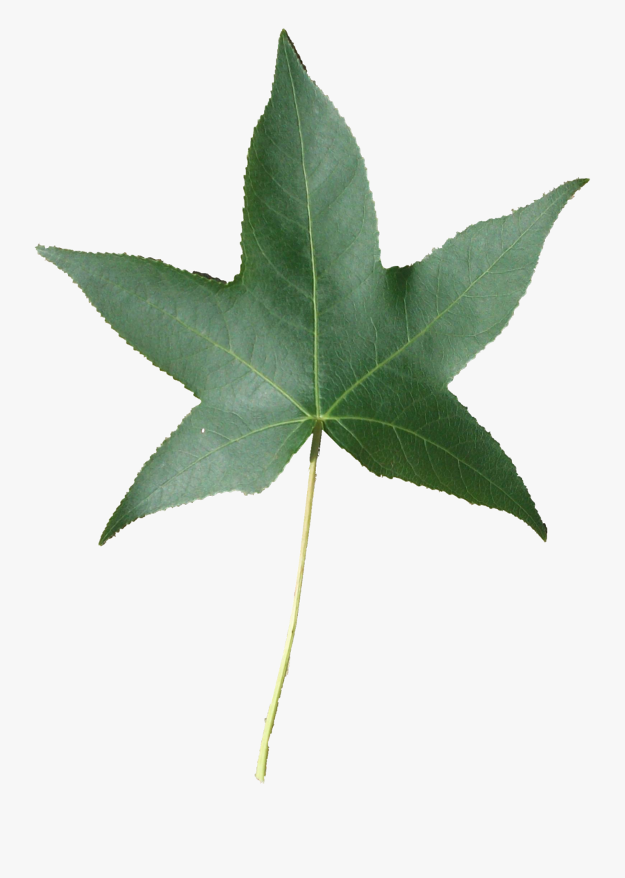 Fall Speech Therapy Activities - Sweetgum Leaf Png, Transparent Clipart