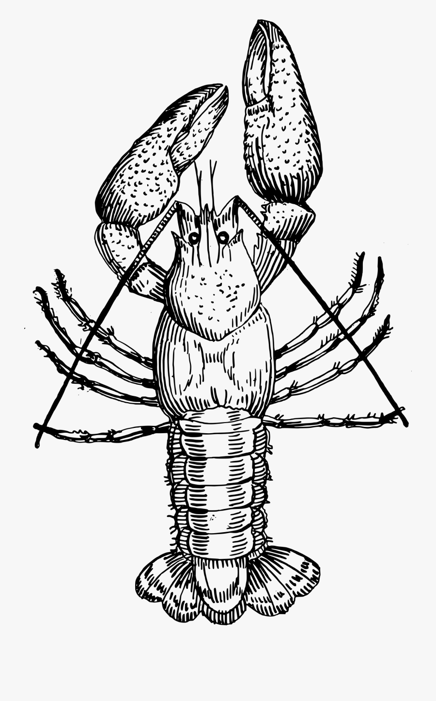 Crayfish Drawing Louisiana Crawfish Clip Art - Drawing Of Cray Fish, Transparent Clipart