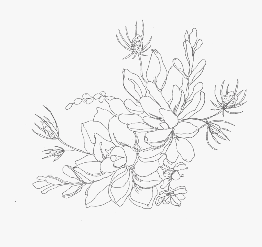 Boho Succulent Line Drawing - Succulent Line Drawing, Transparent Clipart
