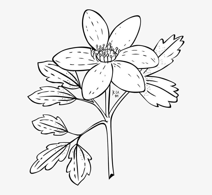 Free Vector Ku Anemone Piperi Outline Clip Art - Needs Of The Plant Worksheet, Transparent Clipart