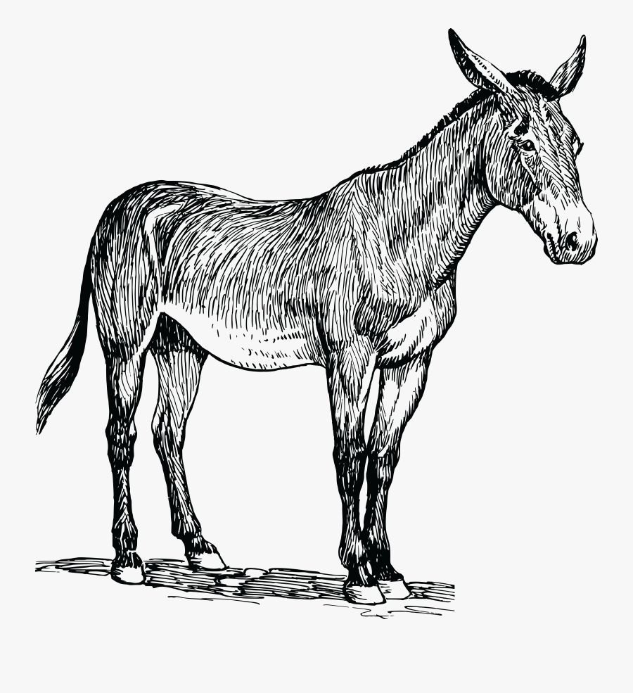 Mule - Mule Png, Transparent Clipart