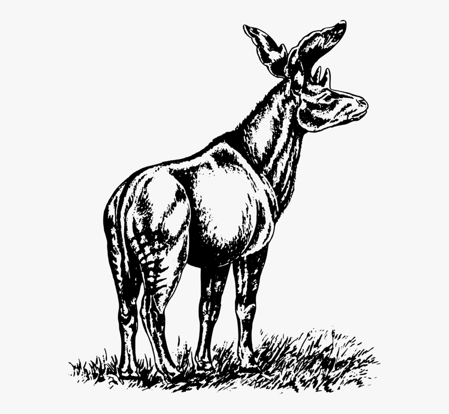 Okapi, Transparent Clipart