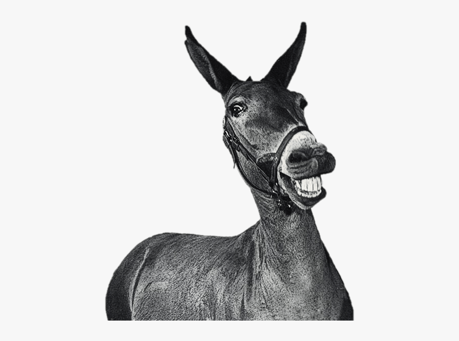 Laughing Mule Black And White Clip Arts - Mule Transparent Png, Transparent Clipart