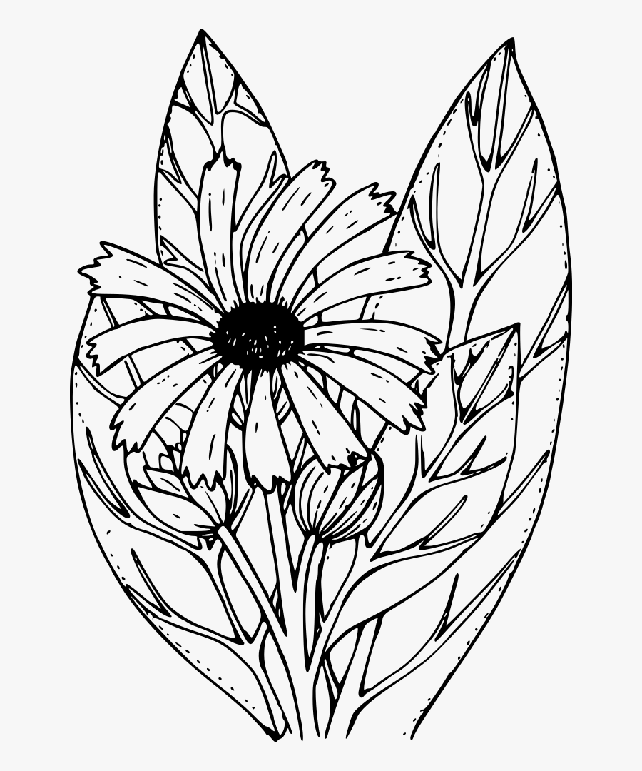 Northernmulesears - Line Art, Transparent Clipart