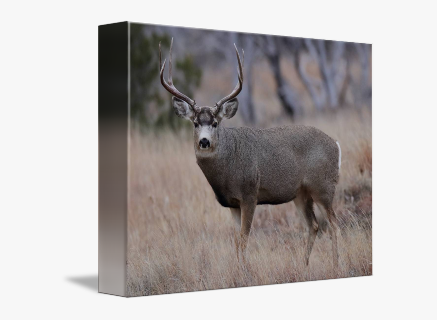 Clip Art By Kevin A - Elk, Transparent Clipart