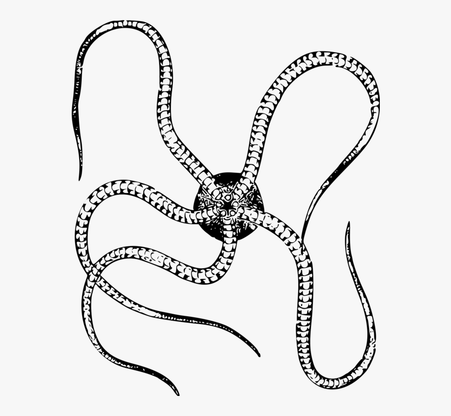Transparent Stars Clipart Black And White Brittle Star Clipart Black