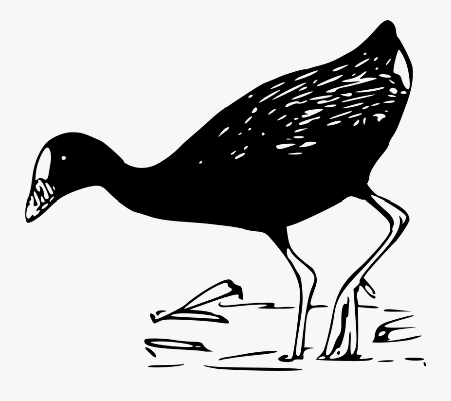 Duck, Birds, Water, Black And White, Black, Wildlife - Aves A Blanco Y Negro, Transparent Clipart