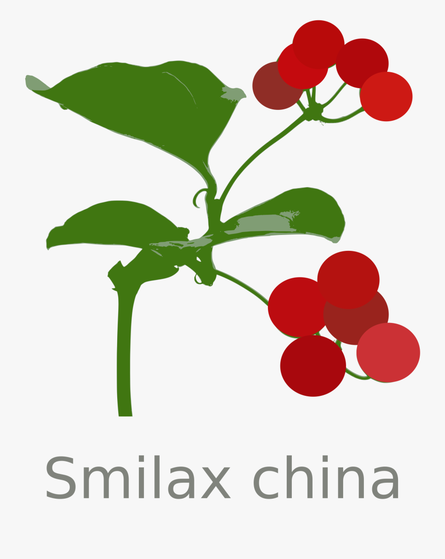 Smilax China Clip Arts - Gilliflower, Transparent Clipart
