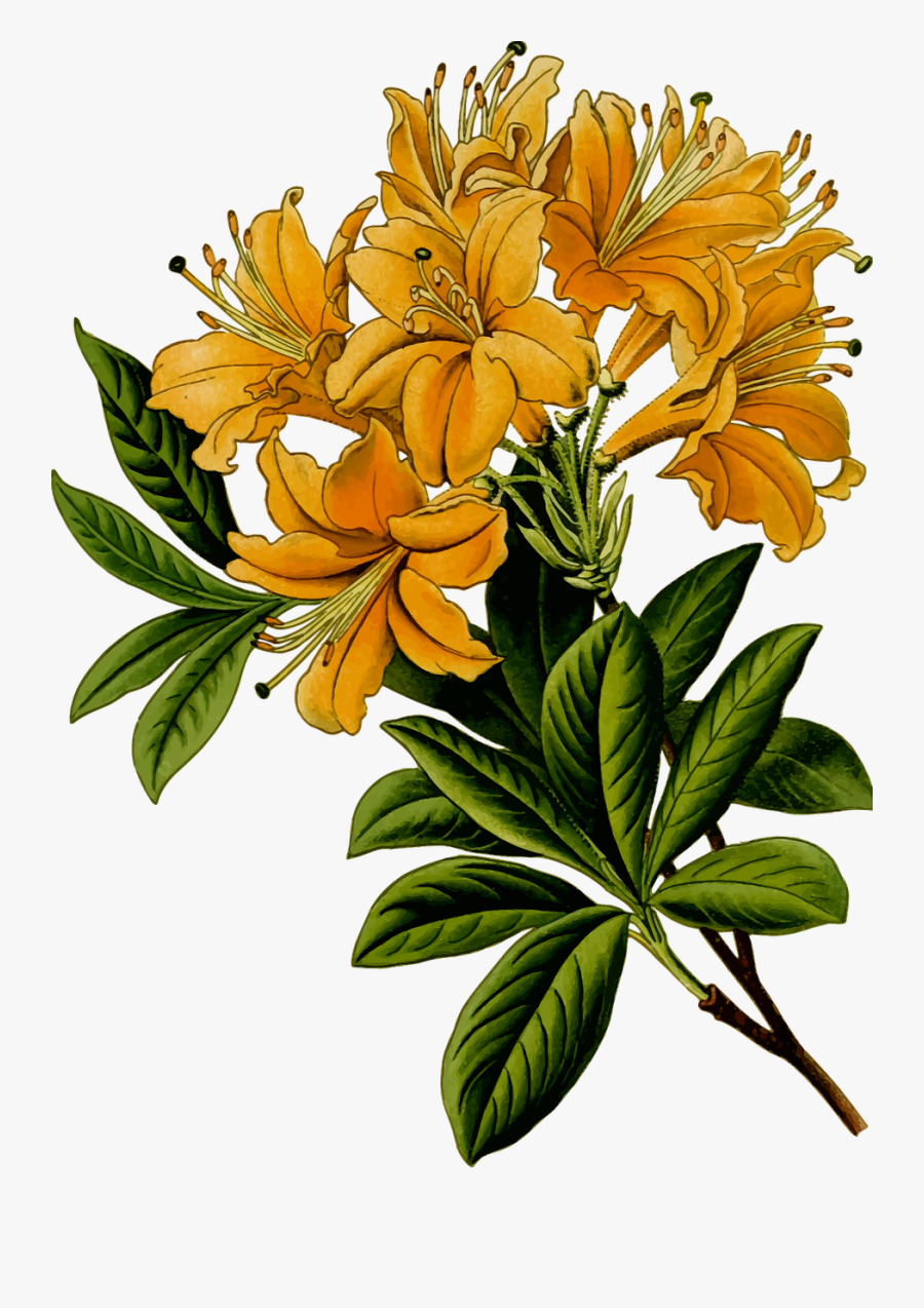 Art Pictures Flowers 10, Buy Clip Art - Rhododendron Flower Clipart, Transparent Clipart