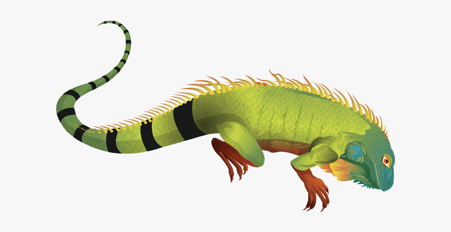 Thumb Image - Iguana Clipart Png, Transparent Clipart