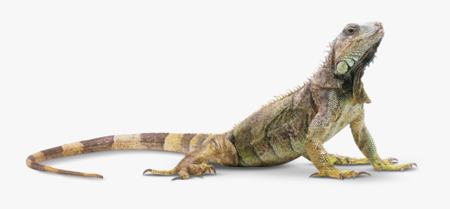 Clip Art Iguana Animal - Reptile Png, Transparent Clipart