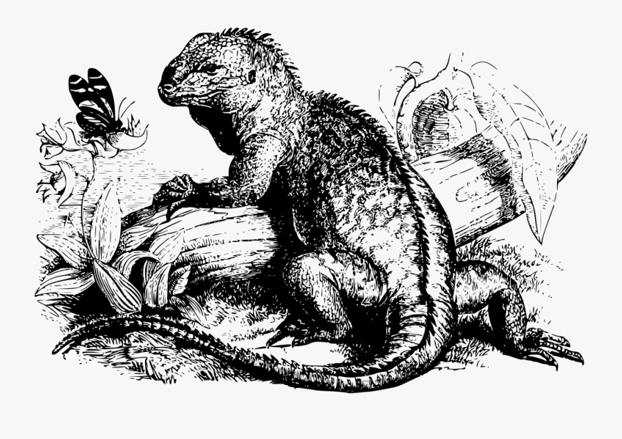 Iguana - Poster, Transparent Clipart