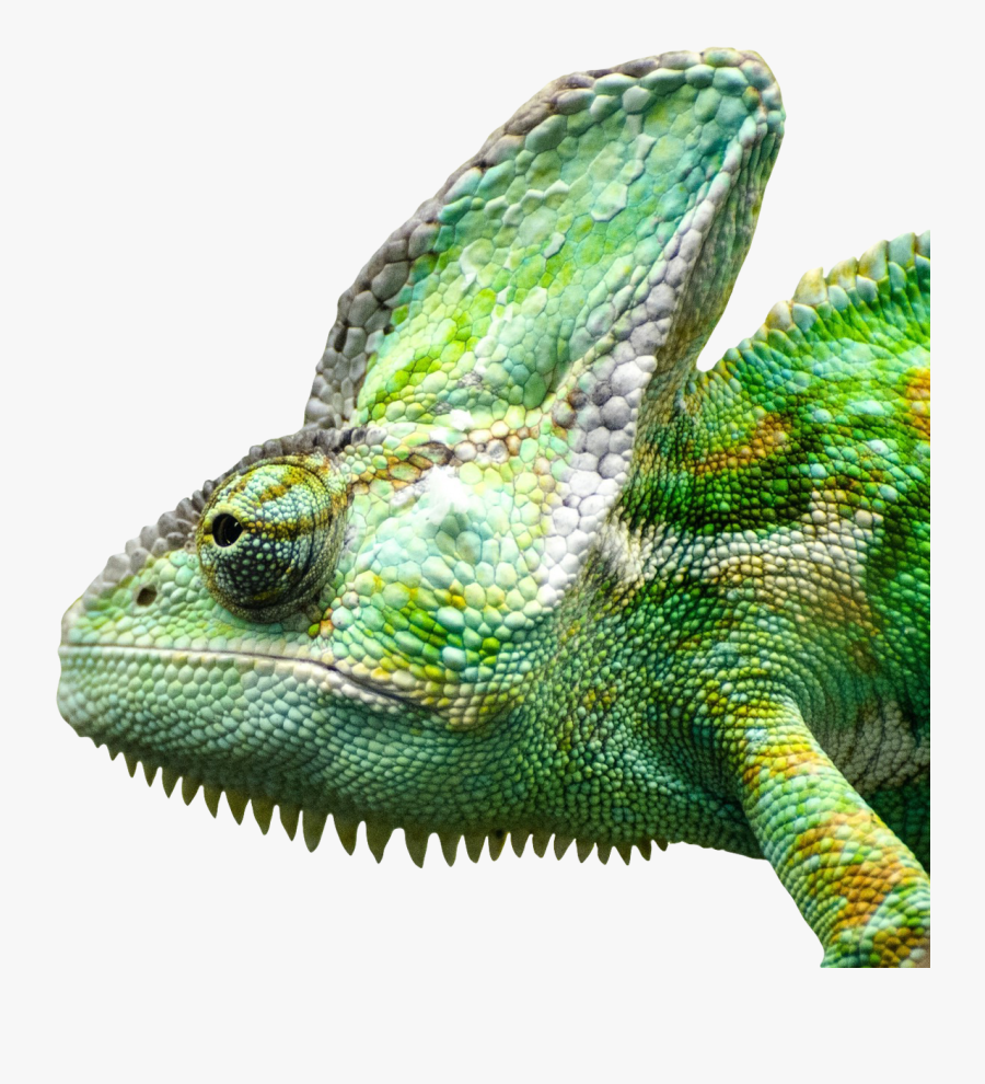 Iguana-face - Wolfram Solution For Image Processing, Transparent Clipart