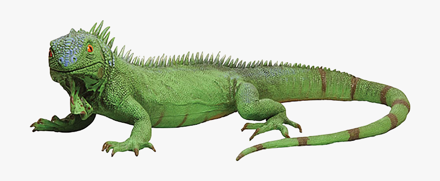 Iguana Png Transparent, Transparent Clipart