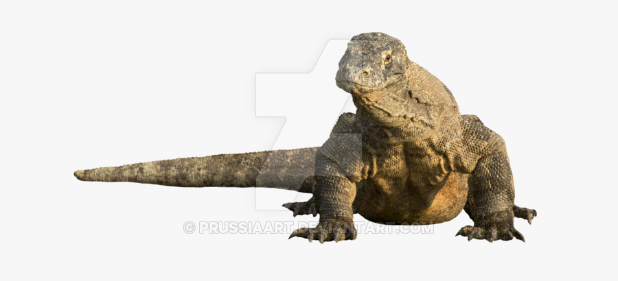 Lizard With No Background, Transparent Clipart
