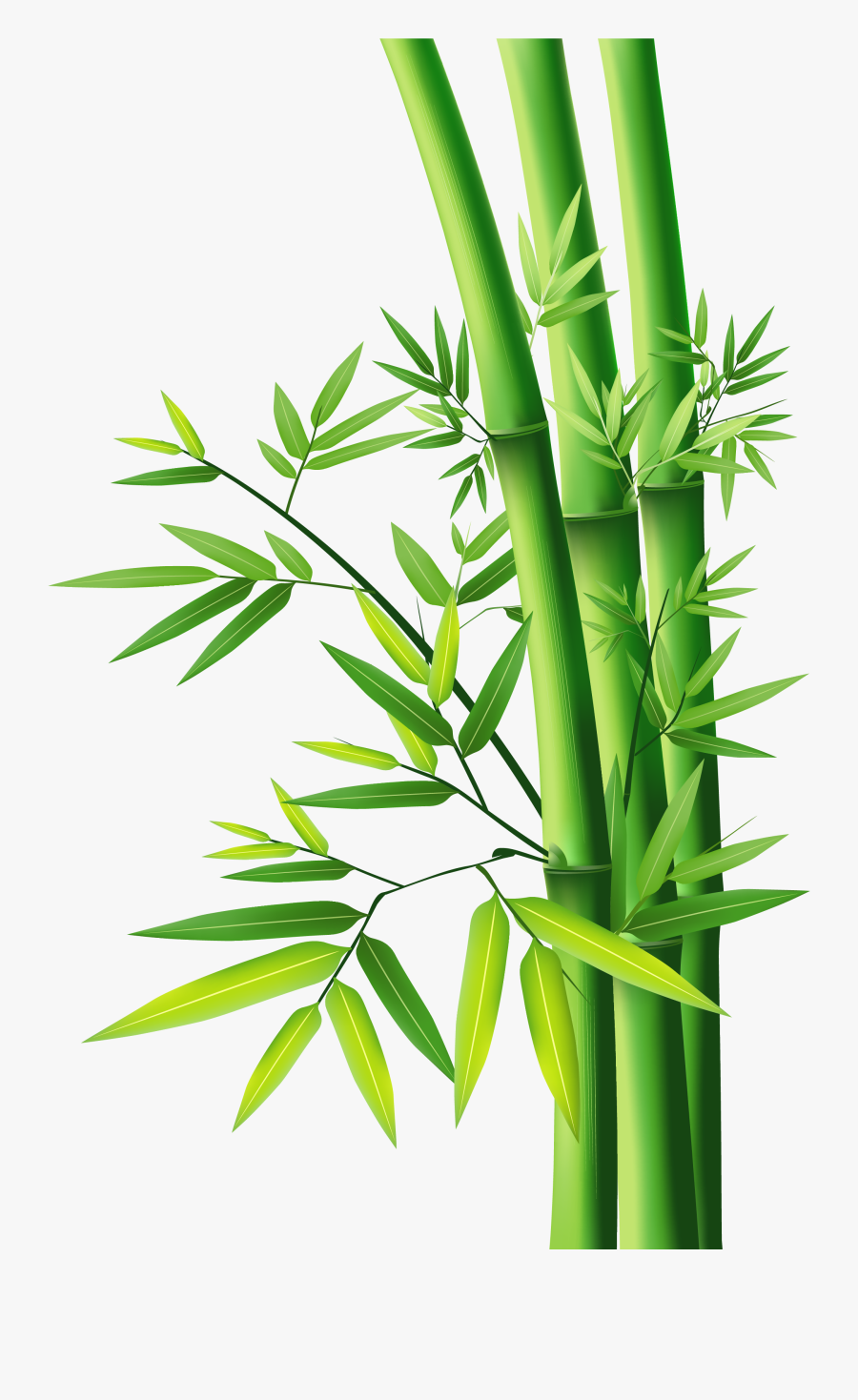 Bamboo Vector Clipart , Png Download - Bamboo Png, Transparent Clipart