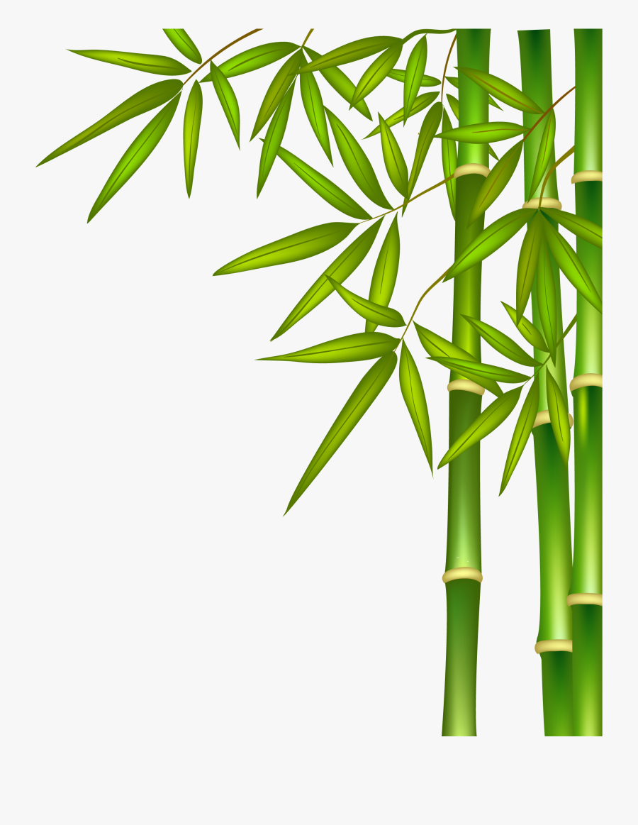 Bamboo - Transparent Background Bamboo Transparent, Transparent Clipart