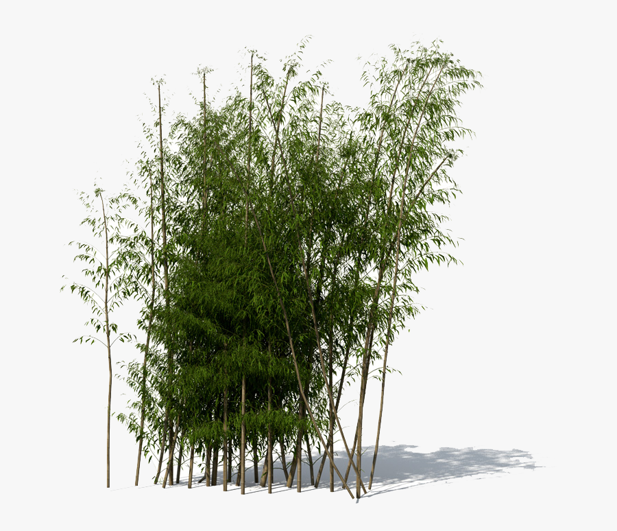 Bamboo Png - Bamboo Tree Png, Transparent Clipart