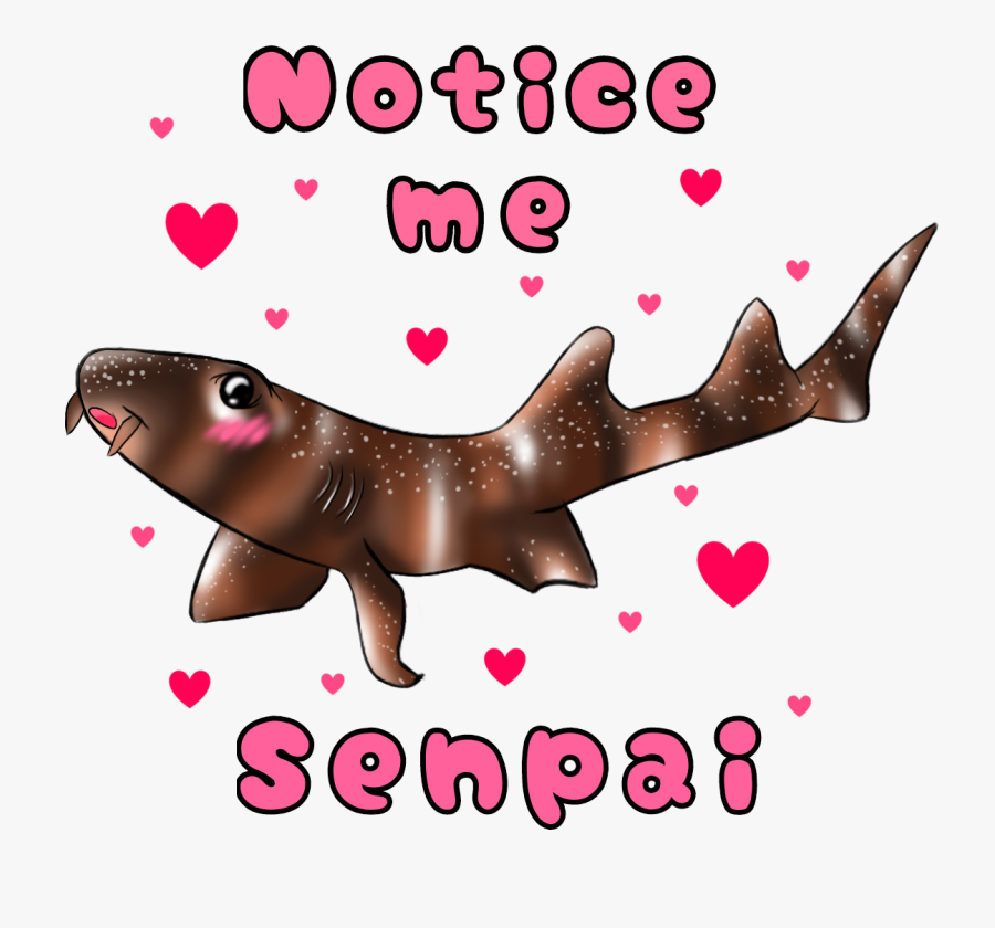 California Sea Lion, Transparent Clipart