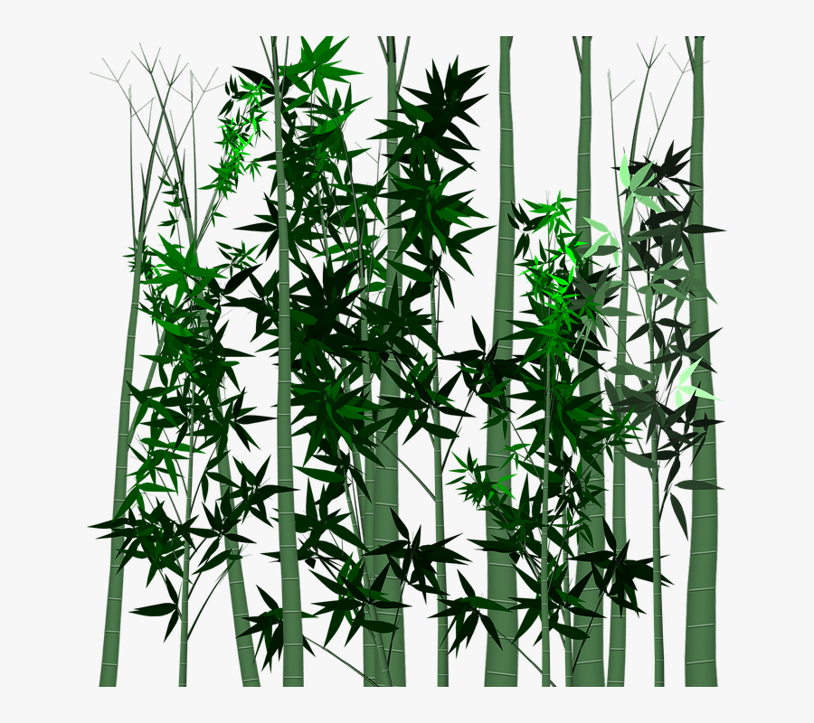 Leaf, Bamboo, Plant, Isolated, Transparent, Tree - Plants, Transparent Clipart