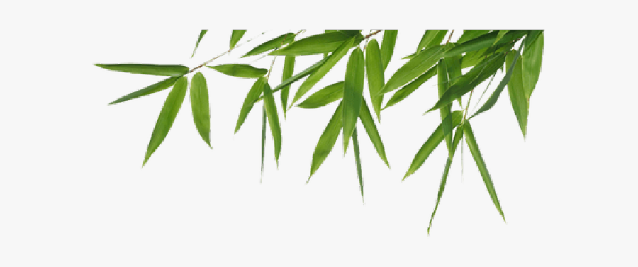 Bamboo Png Transparent Images - Bamboo Leaves Transparent Background, Transparent Clipart