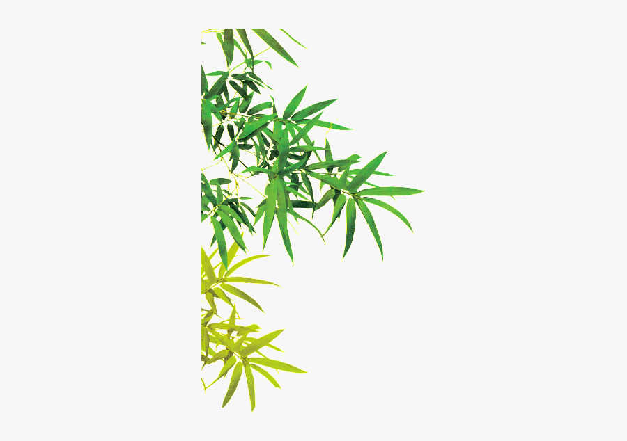 Bamboo Leaf Png, Transparent Clipart