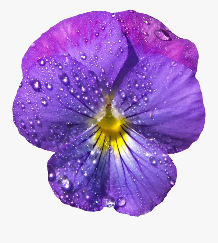Violet Flower With Dew Png Clipart - Gif Png Purple Flower, Transparent Clipart