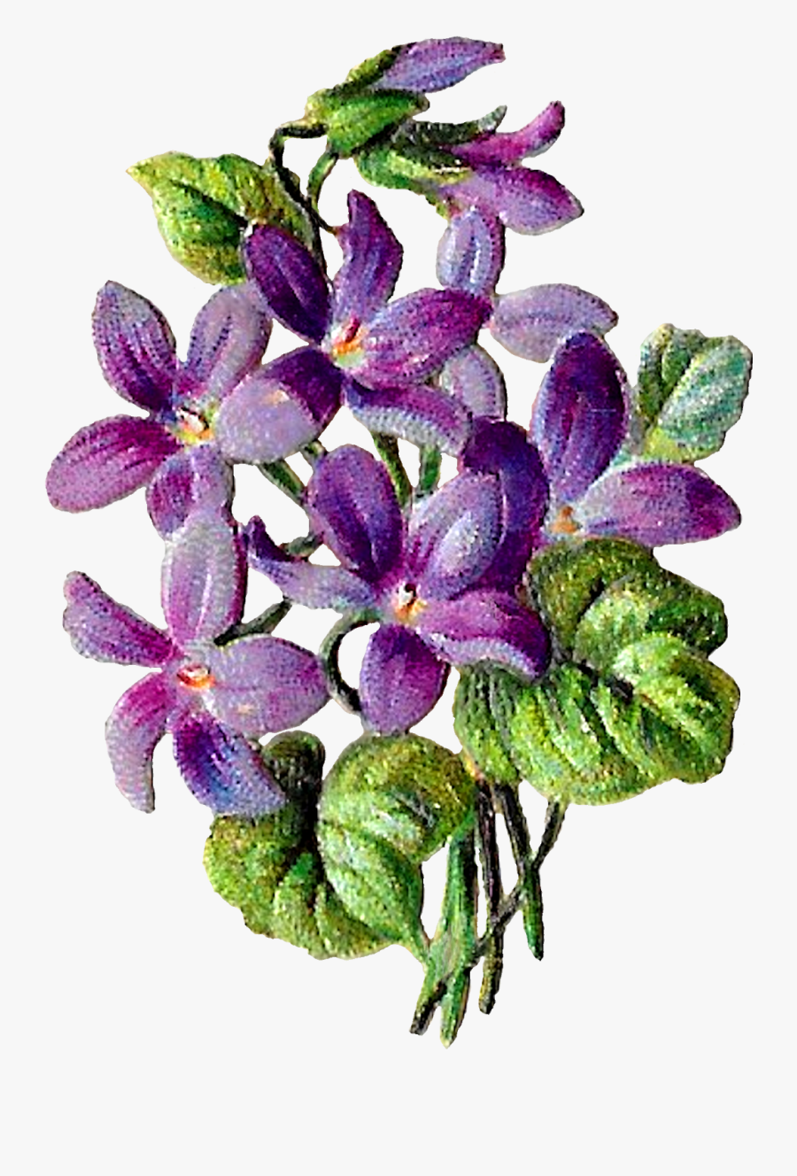 Moth Orchid, Transparent Clipart