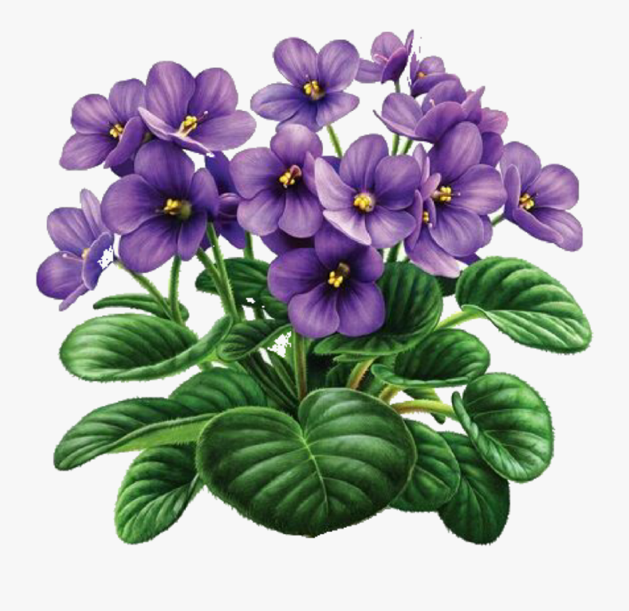 #purple #flower #art #clipart #beautiful #nature #stickers - African Violets, Transparent Clipart