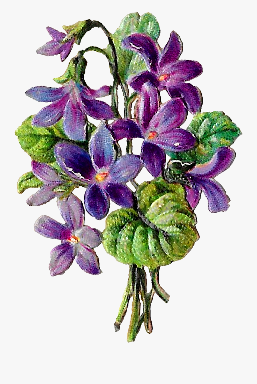 Purple Passionflower, Transparent Clipart