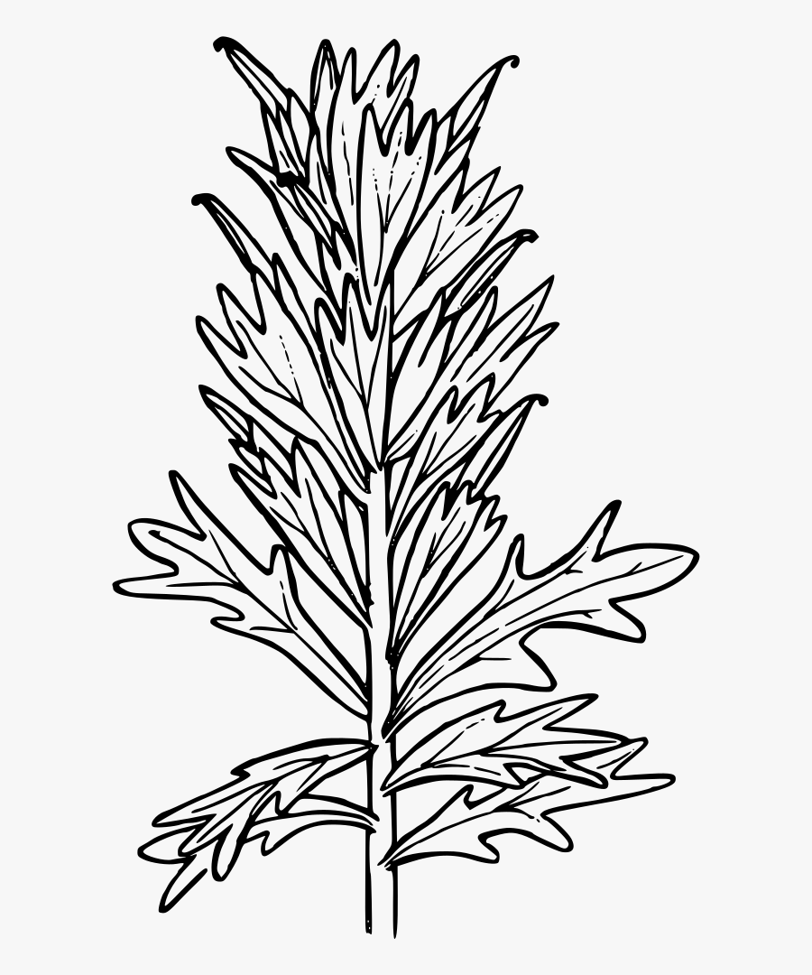 Harsh Paintbrush - Indian Paintbrush Coloring Page, Transparent Clipart