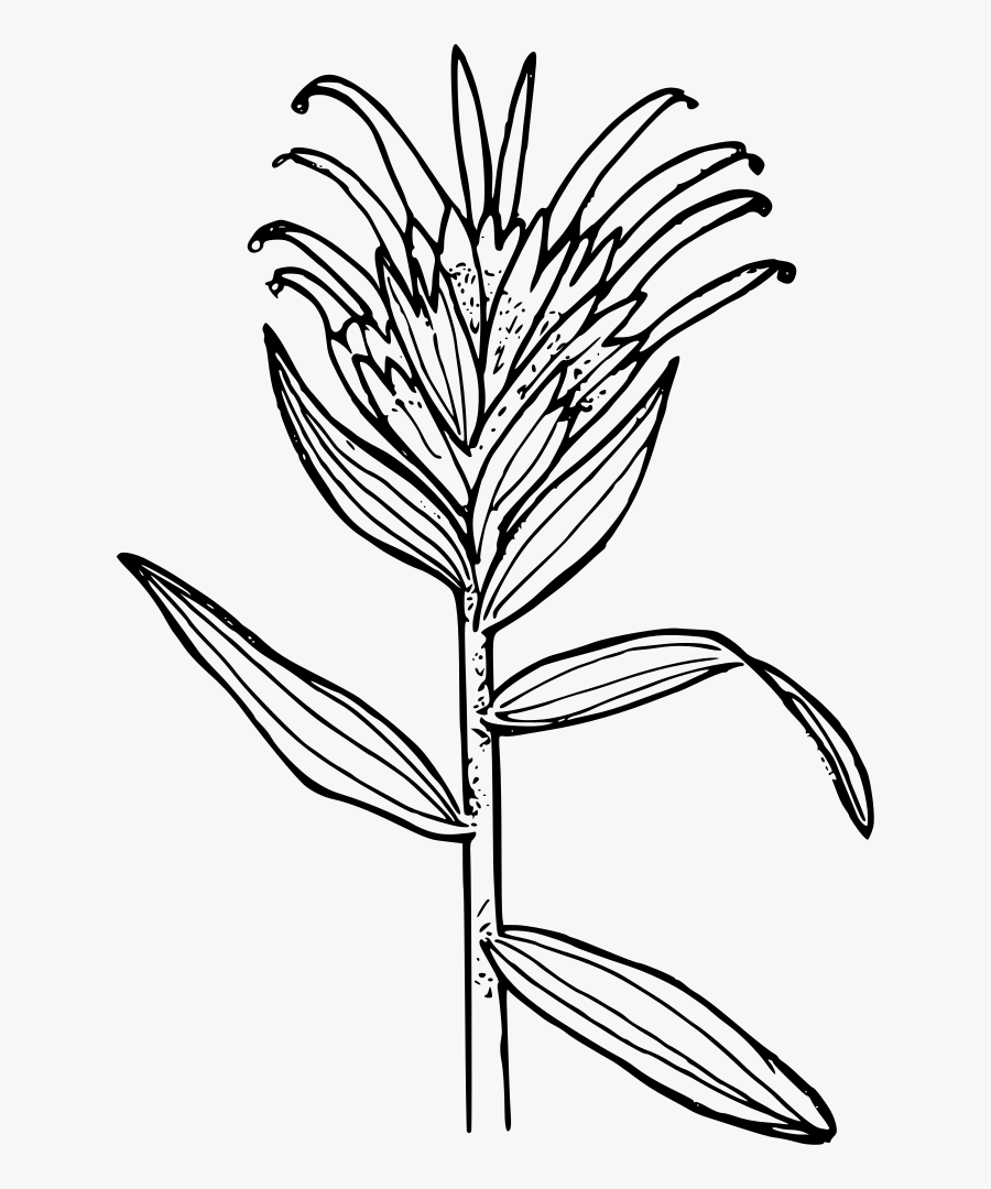Line Art,plant,flora - Indian Paintbrush Black And White, Transparent Clipart