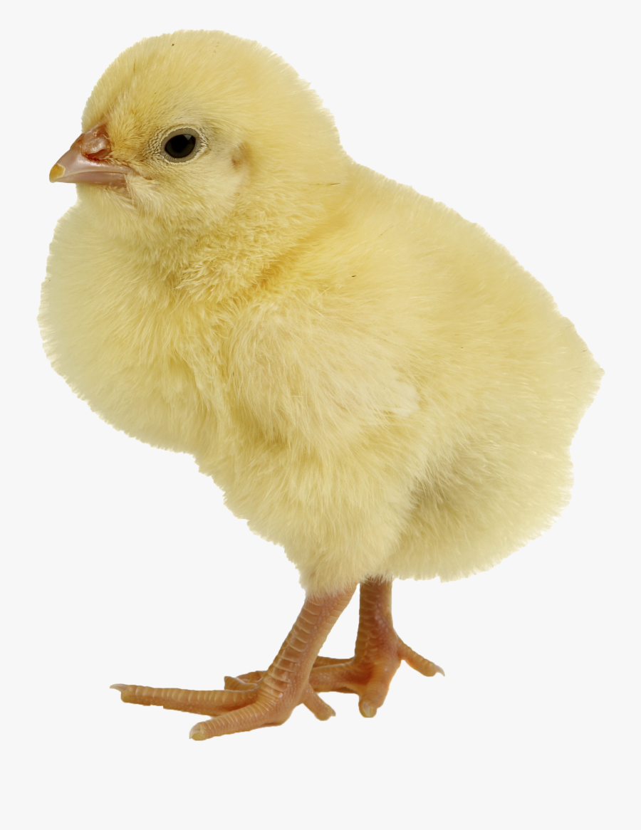 Yao Ming Face Png - Baby Chick, Transparent Clipart