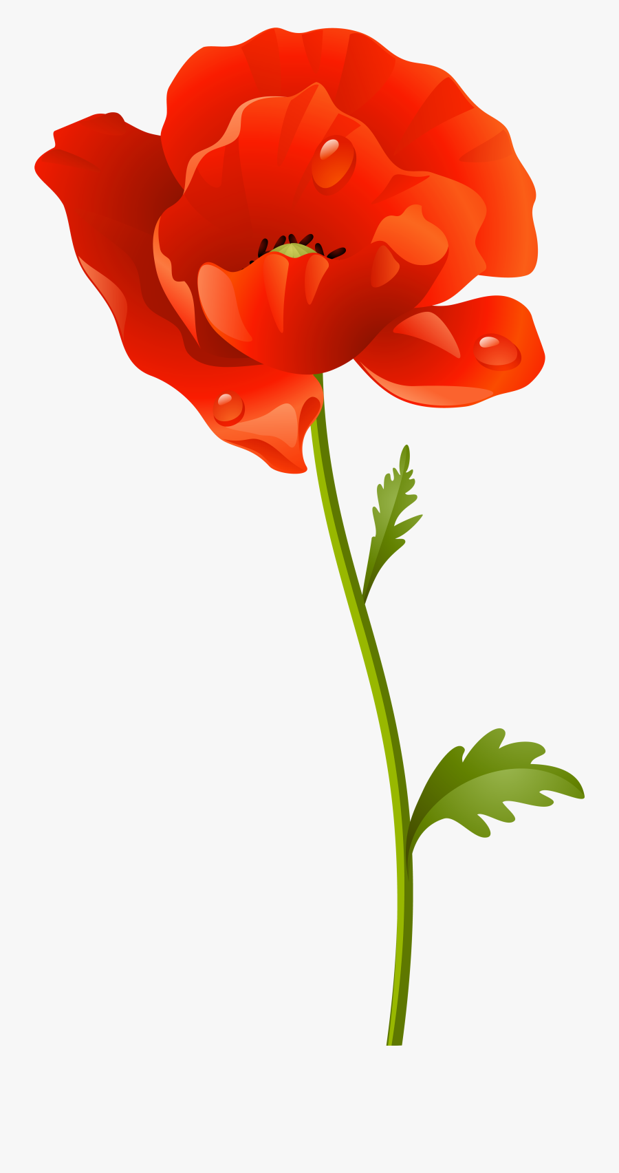 Flowers Clip Art Poppy - Red Poppy Flower Png, Transparent Clipart